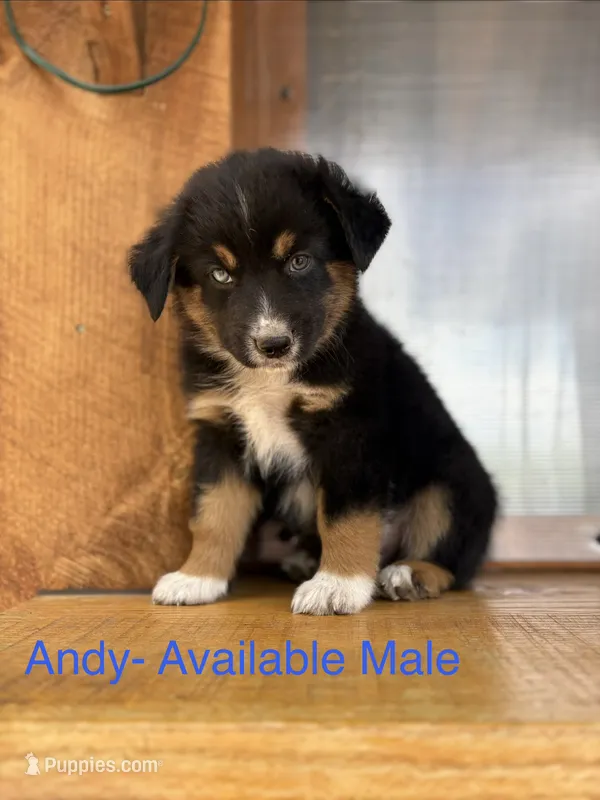 Andy – Miniature Australian Shepherd puppy for sale in Aitkin, MN