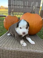 Oak, a male Miniature Australian Shepherd for sale in Aitkin, MN – 3 of 8
