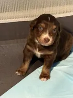 Breeze, a female Miniature Australian Shepherd for sale in Aitkin, MN – 6 of 6
