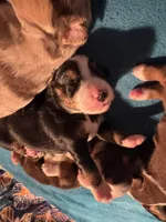 Misty, a female Miniature Australian Shepherd for sale in Aitkin, MN – 4 of 4