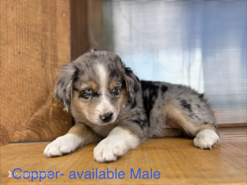 Copper – Miniature Australian Shepherd puppy for sale in Aitkin, MN