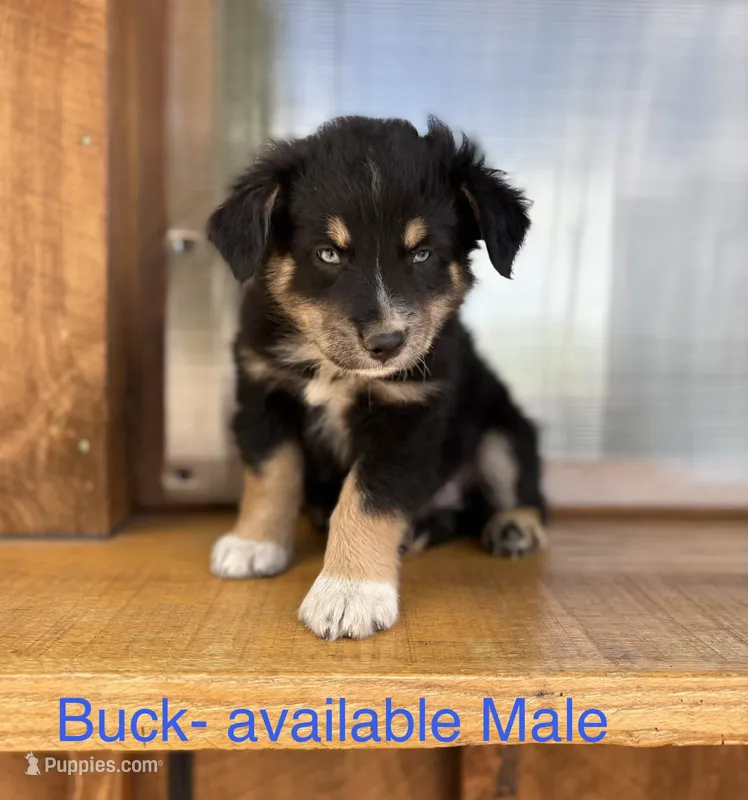 Buck – Miniature Australian Shepherd puppy for sale in Aitkin, MN