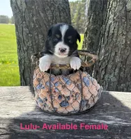 Lulu, a female Miniature Australian Shepherd for sale in Aitkin, MN – 1 of 1