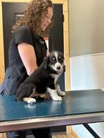 Belle, a female Miniature American Shepherd for sale in Aitkin, MN – 2 of 6