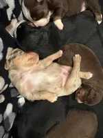 Timber, a male Miniature Australian Shepherd for sale in Aitkin, MN – 5 of 8