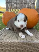 Oak, a male Miniature Australian Shepherd for sale in Aitkin, MN – 8 of 8