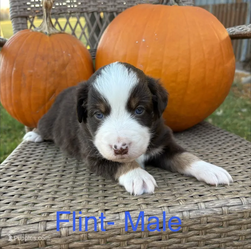 Flint – Miniature Australian Shepherd puppy for sale in Aitkin, MN