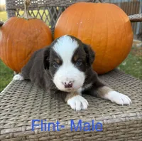 Flint, a male Miniature Australian Shepherd for sale in Aitkin, MN – 1 of 5