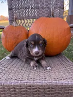 Breeze, a female Miniature Australian Shepherd for sale in Aitkin, MN – 4 of 6