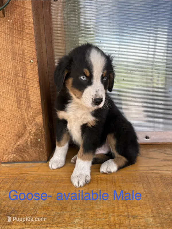 Goose – Miniature Australian Shepherd puppy for sale in Aitkin, MN