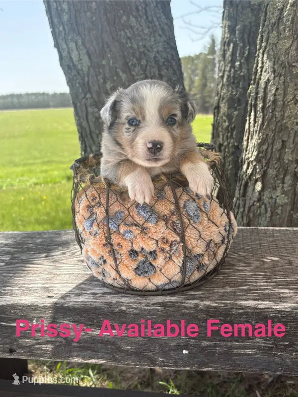 Prissy – Miniature Australian Shepherd puppy for sale in Aitkin, MN