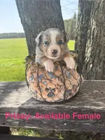 Prissy, a female Miniature Australian Shepherd for sale in Aitkin, MN – 1 of 1