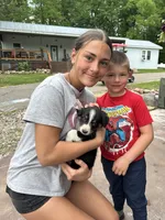 Belle, a female Miniature American Shepherd for sale in Aitkin, MN – 5 of 6