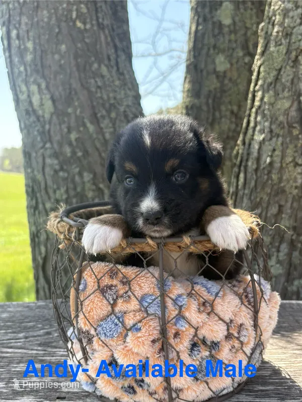 Andy – Miniature Australian Shepherd puppy for sale in Aitkin, MN