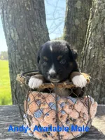 Andy, a male Miniature Australian Shepherd for sale in Aitkin, MN – 1 of 1