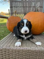 Misty, a female Miniature Australian Shepherd for sale in Aitkin, MN – 2 of 4