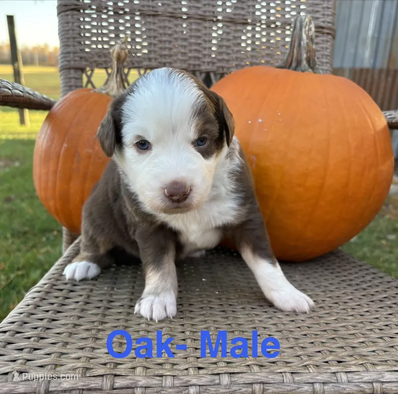 Oak – Miniature Australian Shepherd puppy for sale in Aitkin, MN