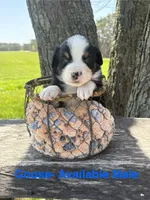 Goose, a male Miniature Australian Shepherd for sale in Aitkin, MN – 1 of 1