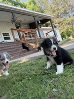 Belle, a female Miniature American Shepherd for sale in Aitkin, MN – 3 of 6