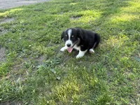Belle, a female Miniature American Shepherd for sale in Aitkin, MN – 6 of 6