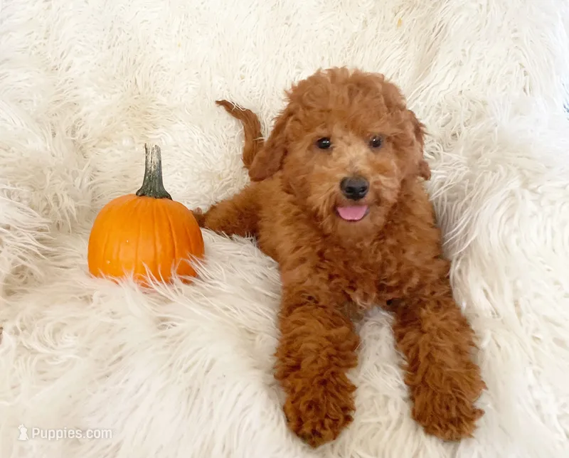 Charlie – Miniature Goldendoodle puppy for sale in Hampton, CT