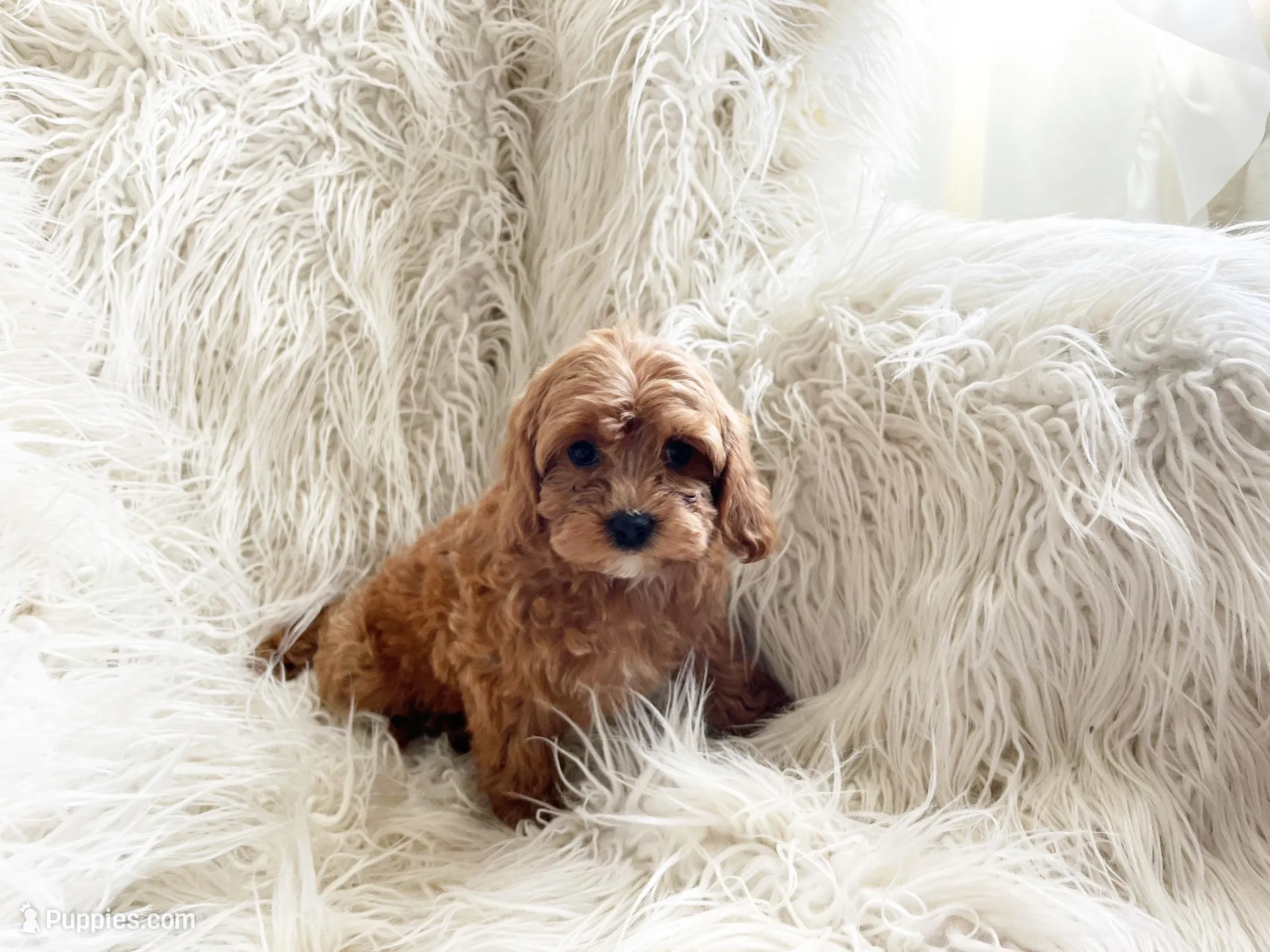 Benji, a male Cavapoo and Poodle - Miniature  for sale in Hampton, CT – Photo 3 of 3