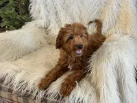 Mini Nutmeg, a male Poodle - Miniature  and Miniature Goldendoodle for sale in Hampton, CT – Photo 1 of 7