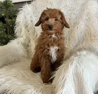 Mini Nutmeg, a male Poodle - Miniature  and Miniature Goldendoodle for sale in Hampton, CT – Photo 7 of 7