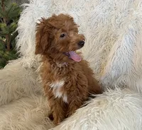 Mini Nutmeg, a male Poodle - Miniature  and Miniature Goldendoodle for sale in Hampton, CT – Photo 4 of 7