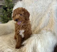 Mini Nutmeg, a male Poodle - Miniature  and Miniature Goldendoodle for sale in Hampton, CT – Photo 5 of 7