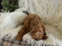 Mini Nutmeg, a male Poodle - Miniature  and Miniature Goldendoodle for sale in Hampton, CT – Photo 6 of 7