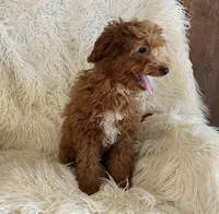 Mini Nutmeg, a male Poodle - Miniature  and Miniature Goldendoodle for sale in Hampton, CT – Photo 3 of 7