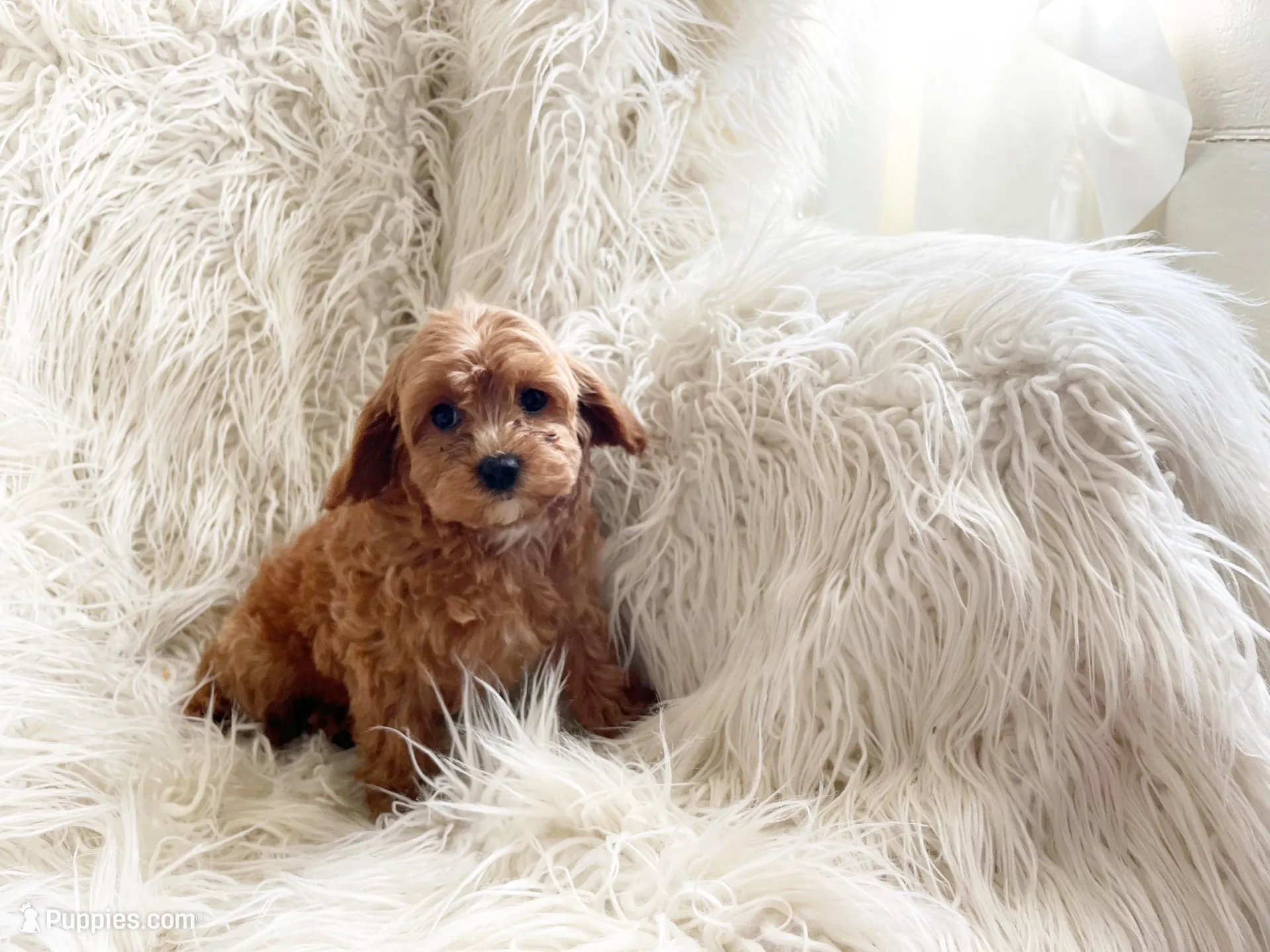 Benji, a male Cavapoo and Poodle - Miniature  for sale in Hampton, CT – Photo 2 of 3