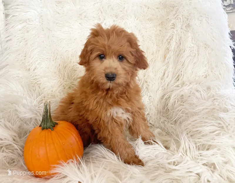 Penny – Miniature Goldendoodle puppy for sale in Hampton, CT