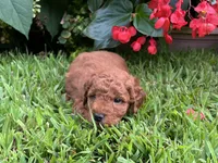 Charlie, a male Miniature Goldendoodle for sale in Hampton, CT – 4 of 4