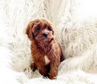 Ruby, a female Cavapoo and Poodle - Miniature  for sale in Hampton, CT – Photo 4 of 4