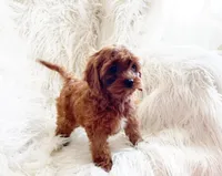 Ruby, a female Cavapoo and Poodle - Miniature  for sale in Hampton, CT – Photo 3 of 4