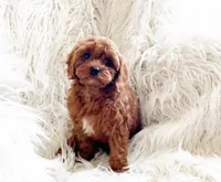 Ruby, a female Cavapoo and Poodle - Miniature  for sale in Hampton, CT – Photo 2 of 4