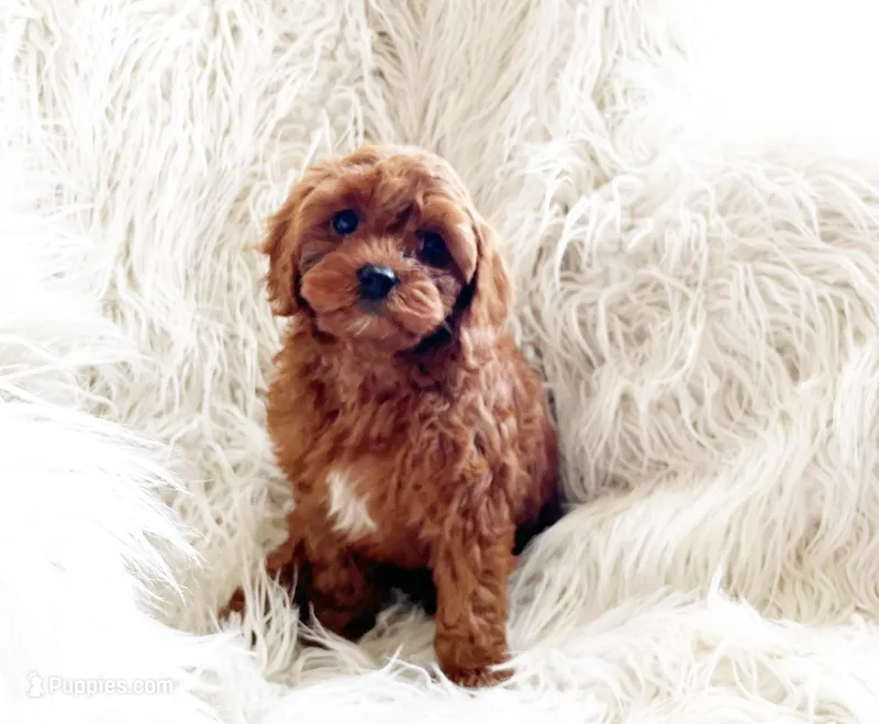 Ruby – Cavapoo, Poodle - Miniature  puppy for sale in Hampton, CT