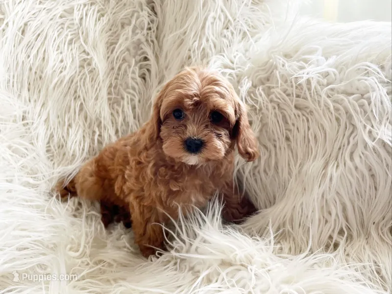 Benji – Cavapoo, Poodle - Miniature  puppy for sale in Hampton, CT