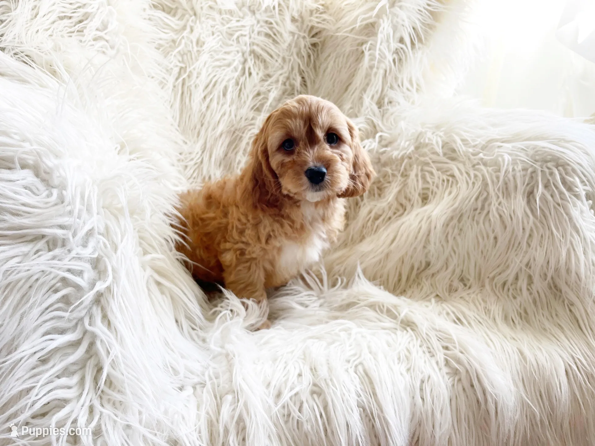 Tommy, a male Cavapoo and Poodle - Miniature  for sale in Hampton, CT – 1 of 1