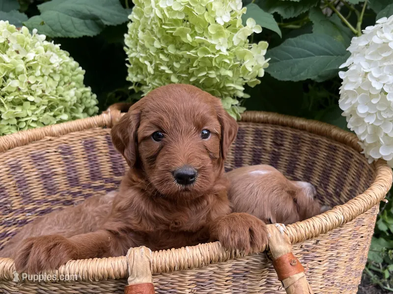 Mini Cinnamon – Miniature Goldendoodle puppy for sale in Hampton, CT