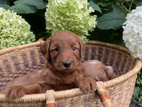 Mini Cinnamon, a female Miniature Goldendoodle for sale in Hampton, CT – 1 of 5