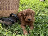 Gus, a male Miniature Goldendoodle for sale in Hampton, CT – 2 of 2