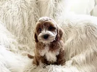 Charlie , a male Cavapoo and Poodle - Miniature  for sale in Hampton, CT – Photo 1 of 3