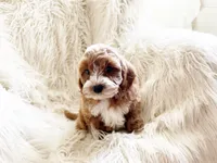 Charlie , a male Cavapoo and Poodle - Miniature  for sale in Hampton, CT – Photo 2 of 3