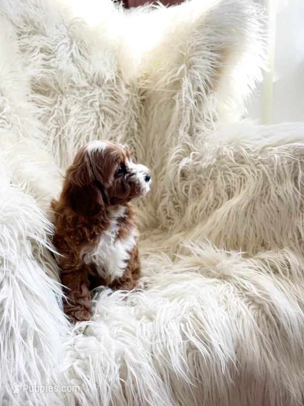 Charlie  – Cavapoo, Poodle - Miniature  puppy for sale in Hampton, CT