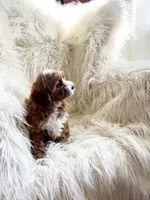 Charlie , a male Cavapoo and Poodle - Miniature  for sale in Hampton, CT – Photo 3 of 3