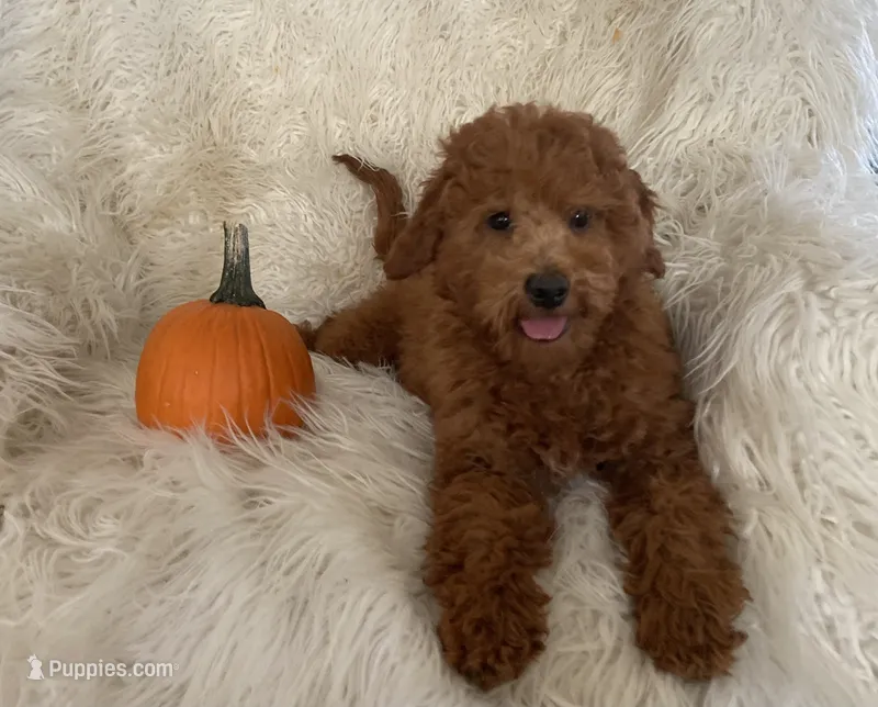 Charlie – Miniature Goldendoodle puppy for sale in Hampton, CT