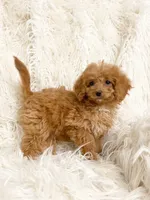 Pixie , a female Cavapoo and Poodle - Miniature  for sale in Hampton, CT – 5 of 8